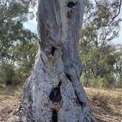 Eucalyptus rossii at Yarralumla, ACT - 14 Sep 2024 10:34 AM