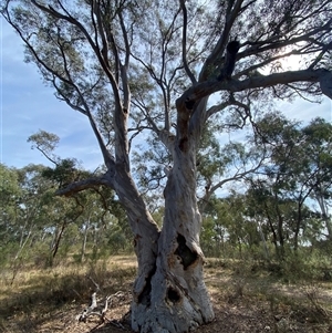 Eucalyptus rossii at Yarralumla, ACT - 14 Sep 2024