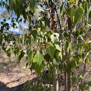 Brachychiton populneus at Yarralumla, ACT - 14 Sep 2024 11:52 AM