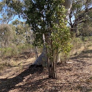 Brachychiton populneus at Yarralumla, ACT - 14 Sep 2024 11:52 AM