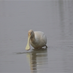 Platalea regia (Royal Spoonbill) at Leeton, NSW - 13 Jul 2024 by Rixon