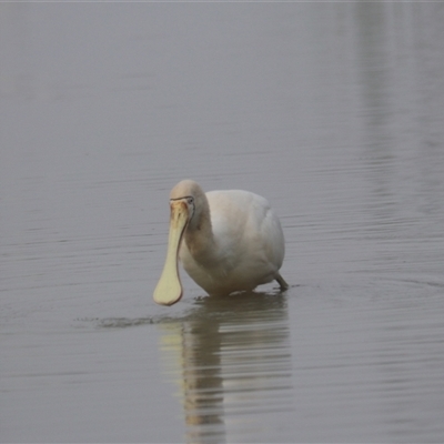 Platalea regia (Royal Spoonbill) at Leeton, NSW - 13 Jul 2024 by Rixon