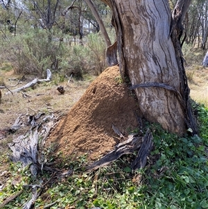 Nasutitermes exitiosus at Yarralumla, ACT - 14 Sep 2024