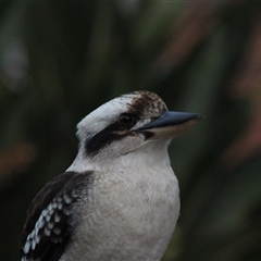 Dacelo novaeguineae (Laughing Kookaburra) at Mount Kembla, NSW - 4 Aug 2024 by BackyardHabitatProject