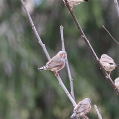 Taeniopygia guttata (Zebra Finch) at Leeton, NSW - 12 Jul 2024 by Rixon