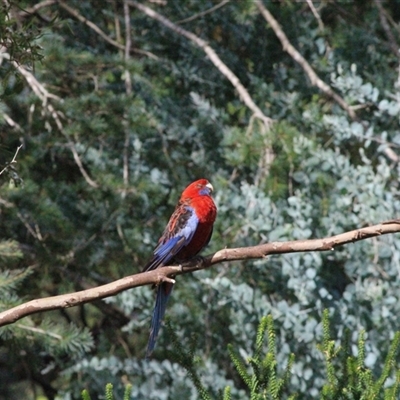 Platycercus elegans (Crimson Rosella) at Mount Kembla, NSW - 4 Feb 2024 by BackyardHabitatProject