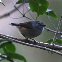 Gerygone mouki (Brown Gerygone) at Bulli, NSW - 14 Sep 2024 by jb2602