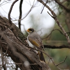 Manorina flavigula (Yellow-throated Miner) at Leeton, NSW - 12 Jul 2024 by Rixon