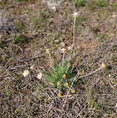 Leucochrysum albicans subsp. albicans (Hoary Sunray) at Whitlam, ACT - 14 Sep 2024 by sangio7