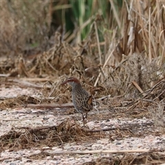 Gallirallus philippensis (Buff-banded Rail) at Leeton, NSW - 12 Jul 2024 by Rixon