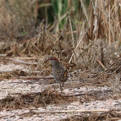 Gallirallus philippensis (Buff-banded Rail) at Leeton, NSW - 12 Jul 2024 by Rixon