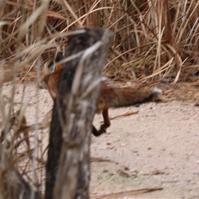 Vulpes vulpes (Red Fox) at Leeton, NSW - 12 Jul 2024 by Rixon