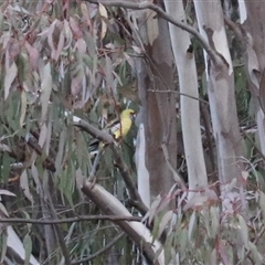 Platycercus elegans flaveolus (Yellow Rosella) at Yanco, NSW - 13 Jul 2024 by Rixon