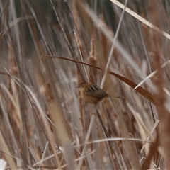 Cisticola exilis (Golden-headed Cisticola) at Leeton, NSW - 12 Jul 2024 by Rixon