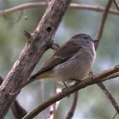 Pachycephala pectoralis (Golden Whistler) at Bulli, NSW - 14 Sep 2024 by jb2602