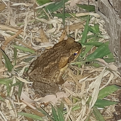 Rhinella marina at Purnululu, WA - 14 Sep 2024 by Mike