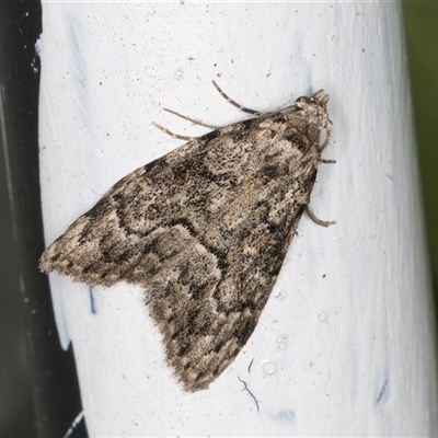 Nola tetralopha (A Nolid moth) at Melba, ACT - 16 Sep 2024 by kasiaaus