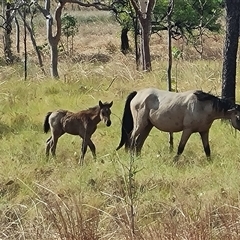 Equus caballus (Brumby, Wild Horse) at Lake Argyle, WA - 16 Sep 2024 by Mike