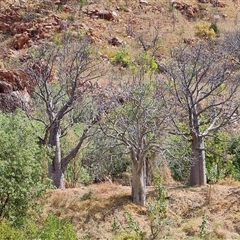 Unverified Other Tree at Lake Argyle, WA - 16 Sep 2024 by Mike