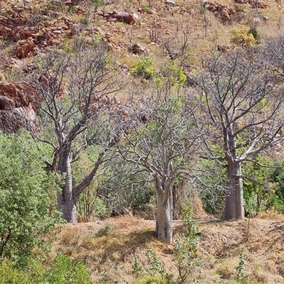 Unverified Other Tree at Lake Argyle, WA - 16 Sep 2024 by Mike
