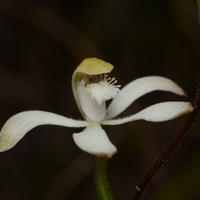 Caladenia ustulata (Brown Caps) at Acton, ACT - 16 Sep 2024 by BB23