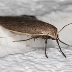 Chezala privatella (A Concealer moth) at Melba, ACT - 16 Sep 2024 by kasiaaus