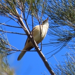 Acrocephalus australis (Australian Reed-Warbler) at Isabella Plains, ACT - 16 Sep 2024 by RodDeb