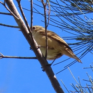 Acrocephalus australis at Isabella Plains, ACT - 16 Sep 2024 01:09 PM