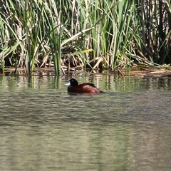 Oxyura australis (Blue-billed Duck) at Isabella Plains, ACT - 16 Sep 2024 by RodDeb