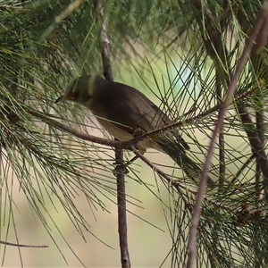 Ptilotula fusca at Isabella Plains, ACT - 16 Sep 2024