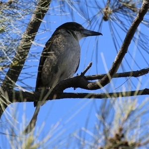 Cracticus torquatus at Isabella Plains, ACT - 16 Sep 2024