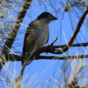 Cracticus torquatus at Isabella Plains, ACT - 16 Sep 2024