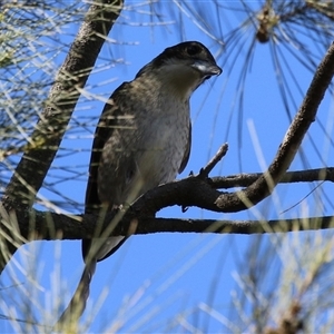 Cracticus torquatus at Isabella Plains, ACT - 16 Sep 2024