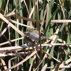 Poodytes gramineus (Little Grassbird) at Isabella Plains, ACT - 16 Sep 2024 by RodDeb