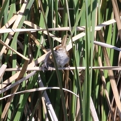 Poodytes gramineus at Isabella Plains, ACT - 16 Sep 2024