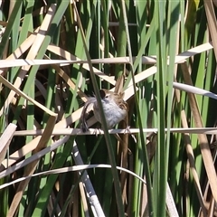 Poodytes gramineus at Isabella Plains, ACT - 16 Sep 2024