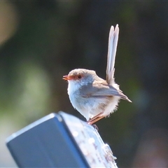 Malurus cyaneus (Superb Fairywren) at Isabella Plains, ACT - 16 Sep 2024 by RodDeb