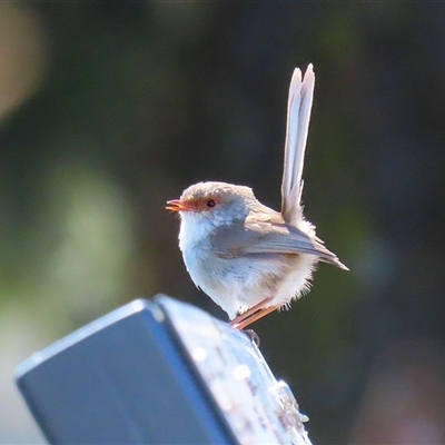 Malurus cyaneus (Superb Fairywren) at Isabella Plains, ACT - 16 Sep 2024 by RodDeb