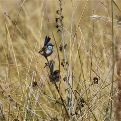 Malurus cyaneus at Isabella Plains, ACT - 16 Sep 2024 02:07 PM