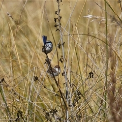 Malurus cyaneus at Isabella Plains, ACT - 16 Sep 2024 02:07 PM