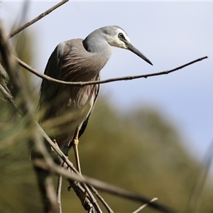 Egretta novaehollandiae at Isabella Plains, ACT - 16 Sep 2024 02:10 PM