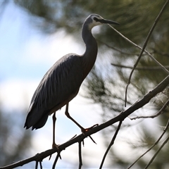 Egretta novaehollandiae at Isabella Plains, ACT - 16 Sep 2024 02:10 PM