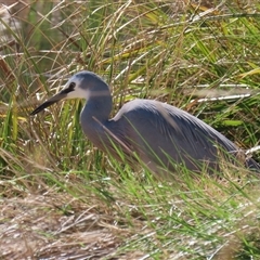 Egretta novaehollandiae at Isabella Plains, ACT - 16 Sep 2024 02:10 PM