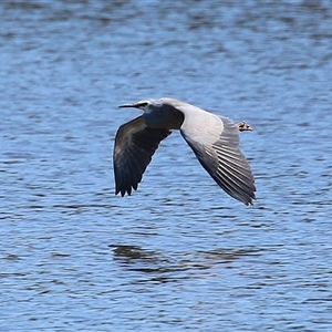 Egretta novaehollandiae at Isabella Plains, ACT - 16 Sep 2024 02:10 PM