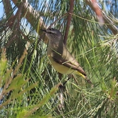 Acanthiza chrysorrhoa (Yellow-rumped Thornbill) at Isabella Plains, ACT - 16 Sep 2024 by RodDeb