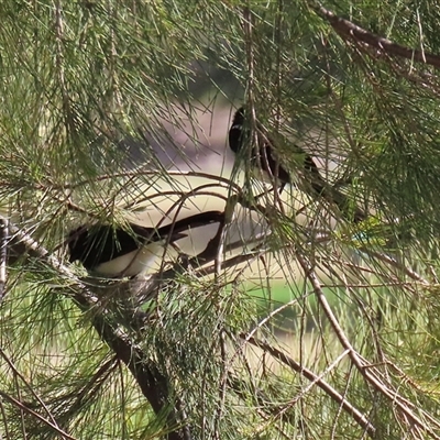 Rhipidura leucophrys (Willie Wagtail) at Isabella Plains, ACT - 16 Sep 2024 by RodDeb