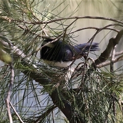 Rhipidura leucophrys at Isabella Plains, ACT - 16 Sep 2024 02:00 PM