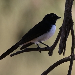 Rhipidura leucophrys at Isabella Plains, ACT - 16 Sep 2024 02:00 PM