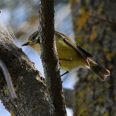 Acanthiza nana (Yellow Thornbill) at Isabella Plains, ACT - 16 Sep 2024 by RodDeb