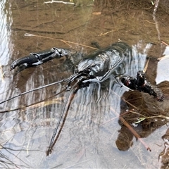 Astacopsis gouldi (Tasmanian Giant Freshwater Crayfish) by MichaelBedingfield